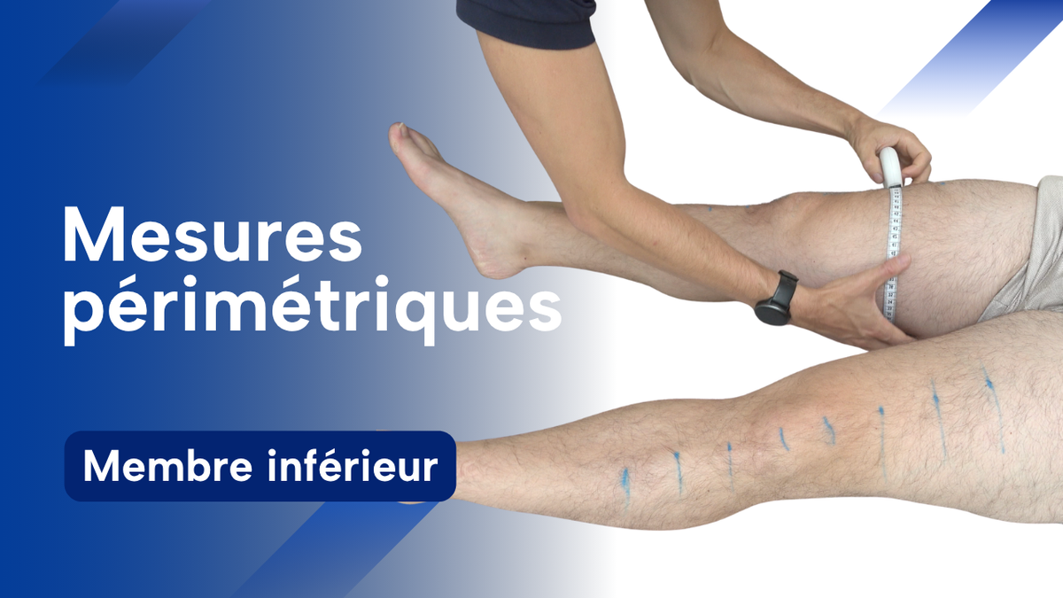 Mesures périmétriques du membre inférieur
