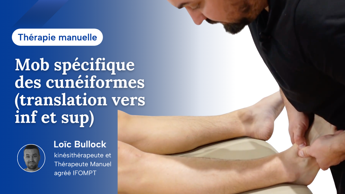 Mob spécifique des cunéiformes (translation vers inf et sup)