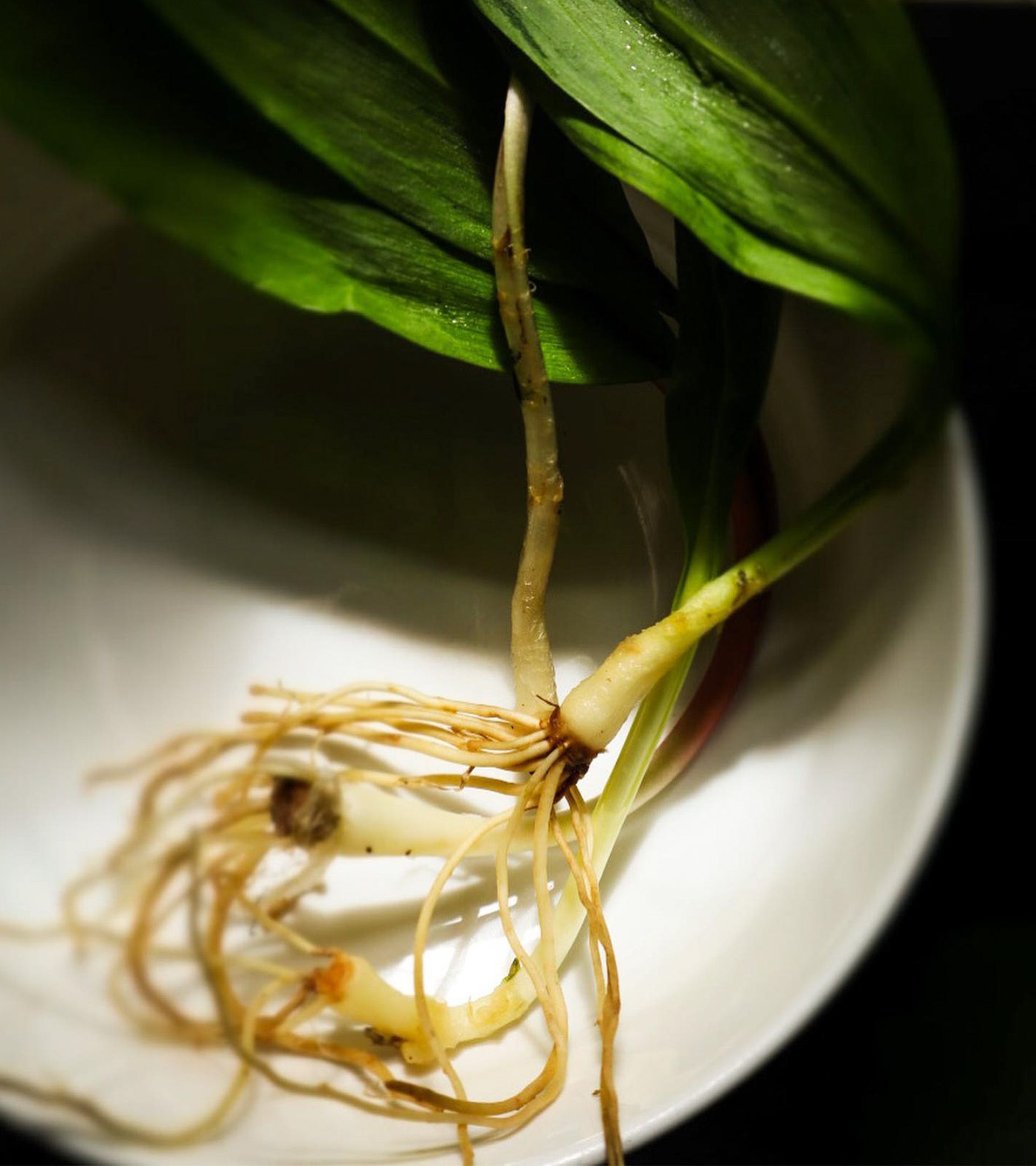 Forage ingredient: single ramp with long threadlike roots resting in white bowl, shadowy closeup