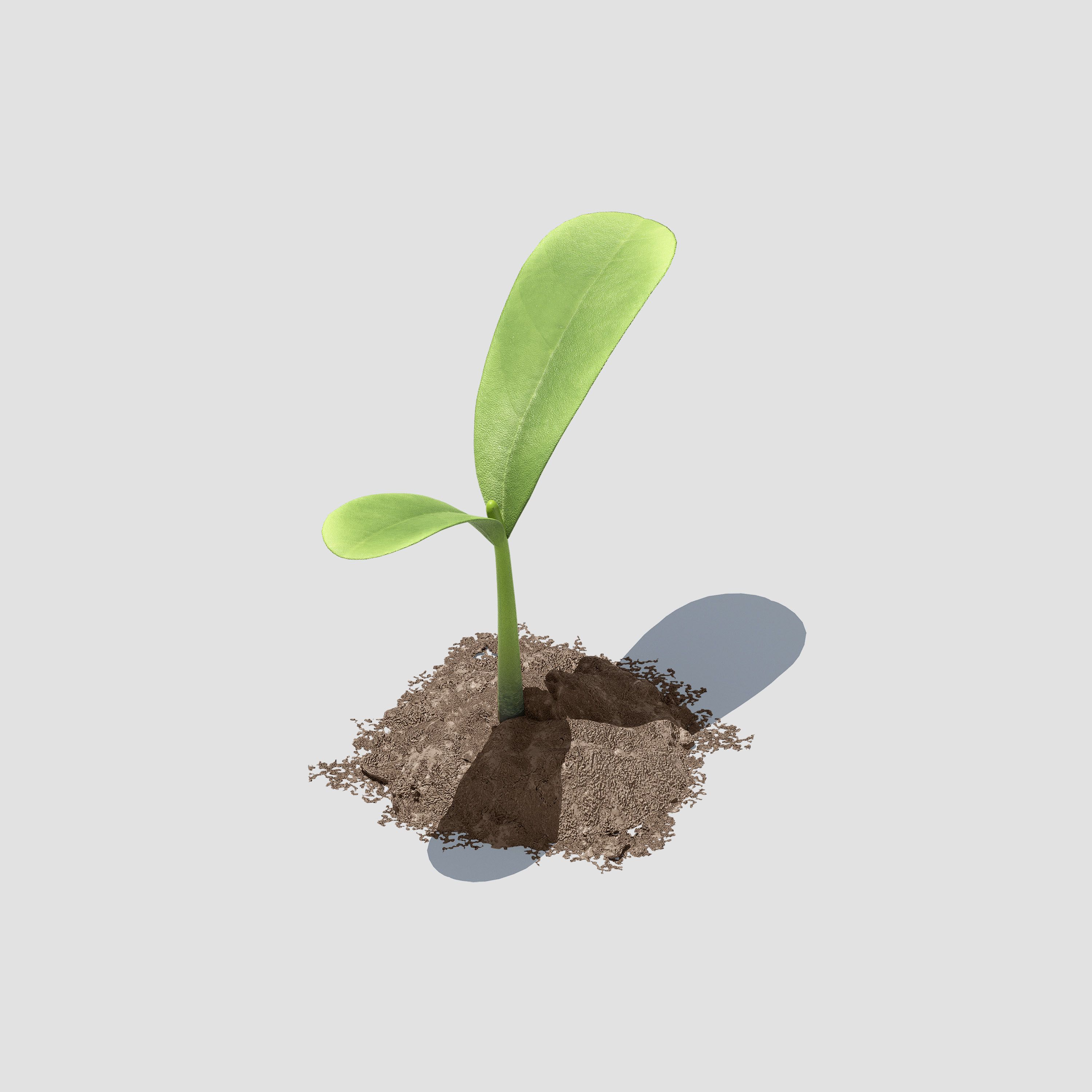 Moss Workspace brand asset; 3D rendered seedling sprouting from soil on light grey background