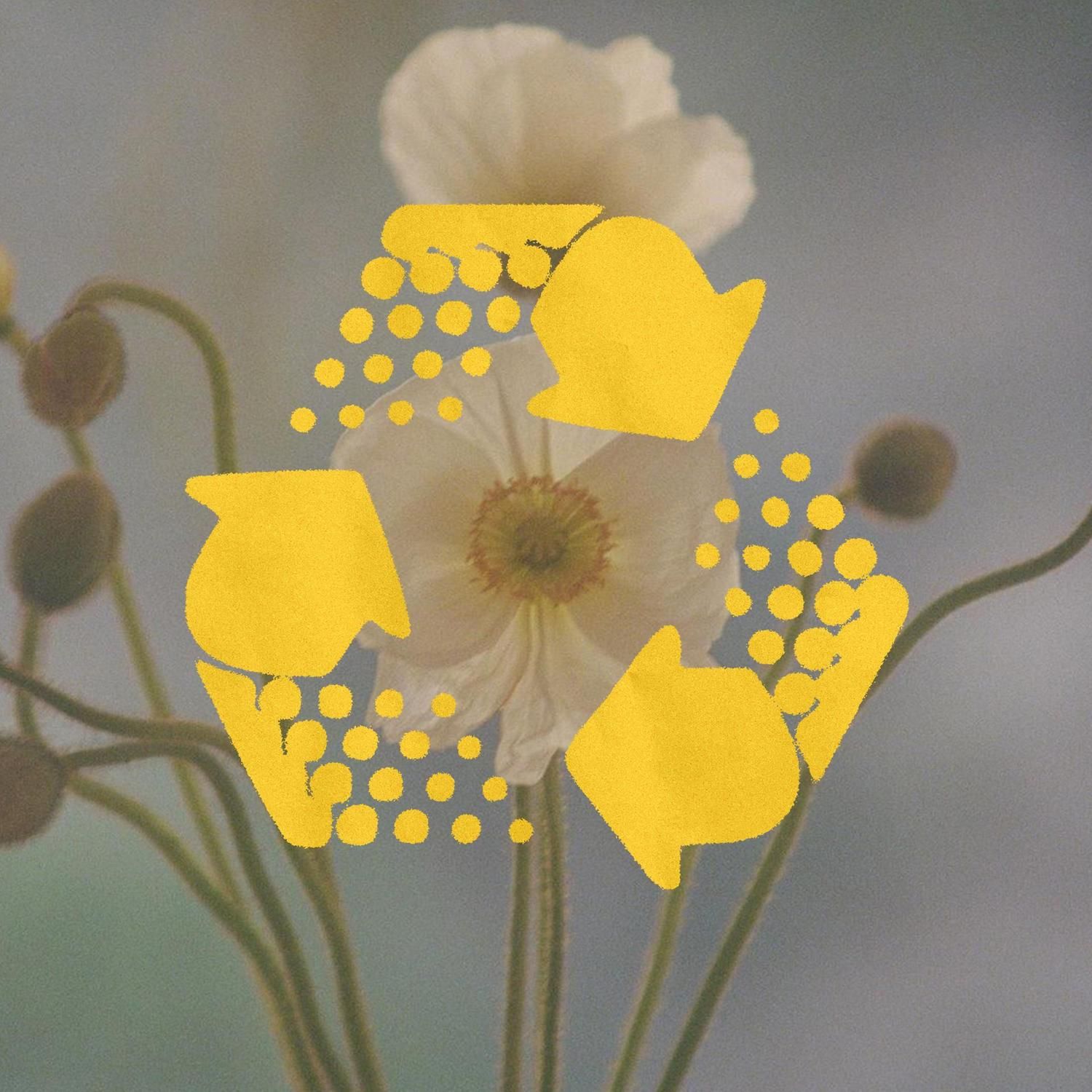 Yellow recycling triangle overlaid on soft-focus white poppy flower — The Big Favorite sustainability visual