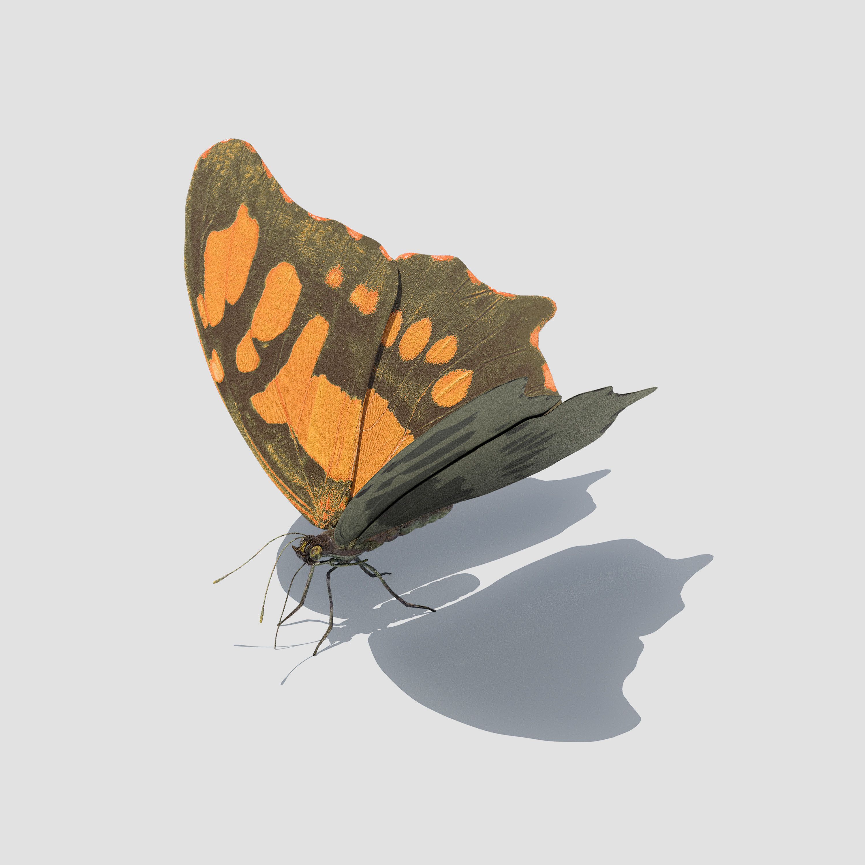 Moss Workspace brand asset; 3D rendered Monarch butterfly standing light grey background, wings open