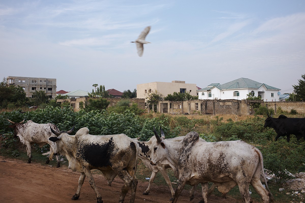 Cattle walk along a dirt path in the foreground, passing green farmland and low concrete fences, with a mix of unfinished and modern residential buildings in the background. A white bird flies overhead under a lightly clouded sky, highlighting the contrast between rural life and urban development.