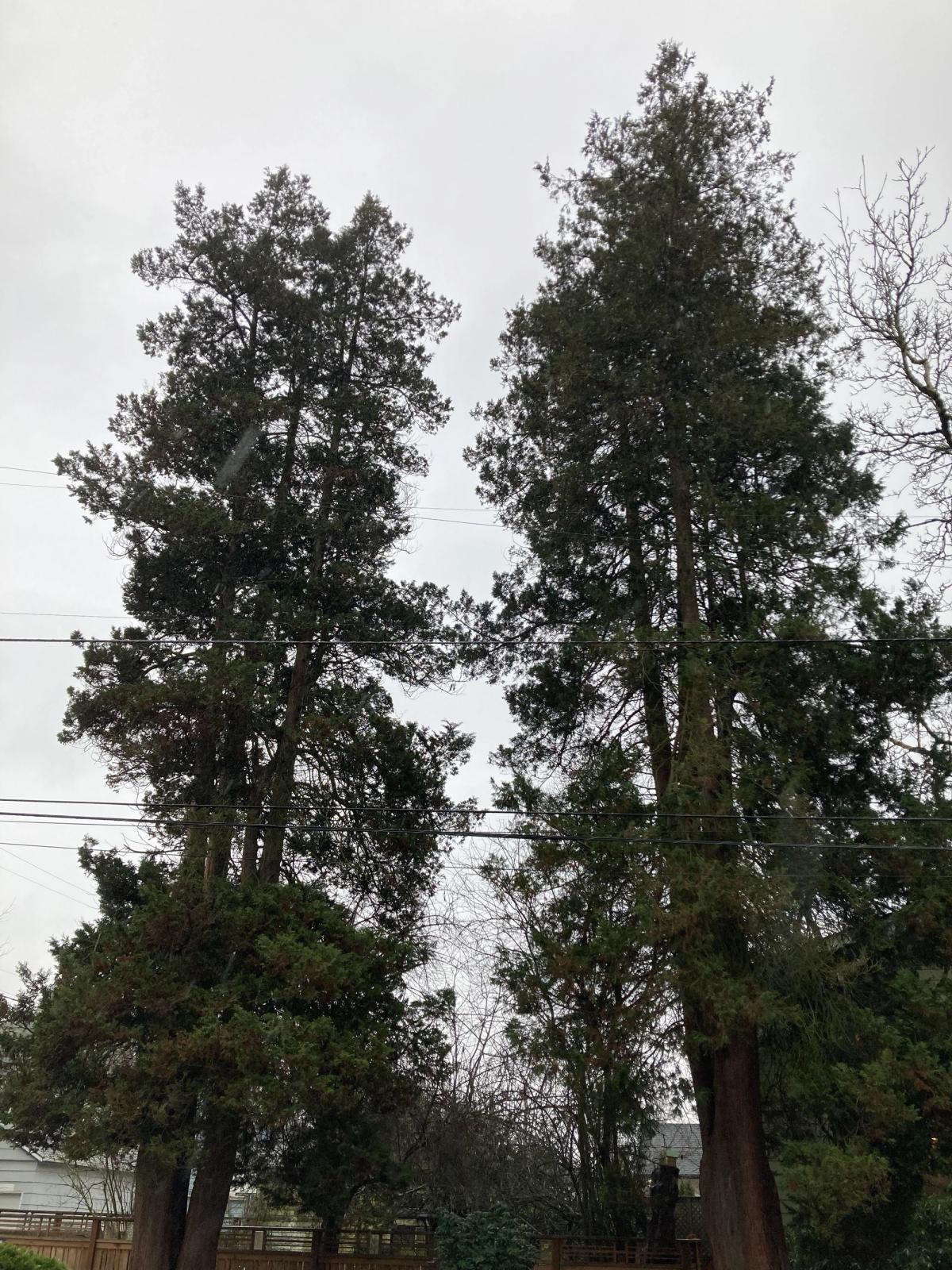 Chamaecyparis pisifera