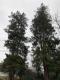 Chamaecyparis pisifera