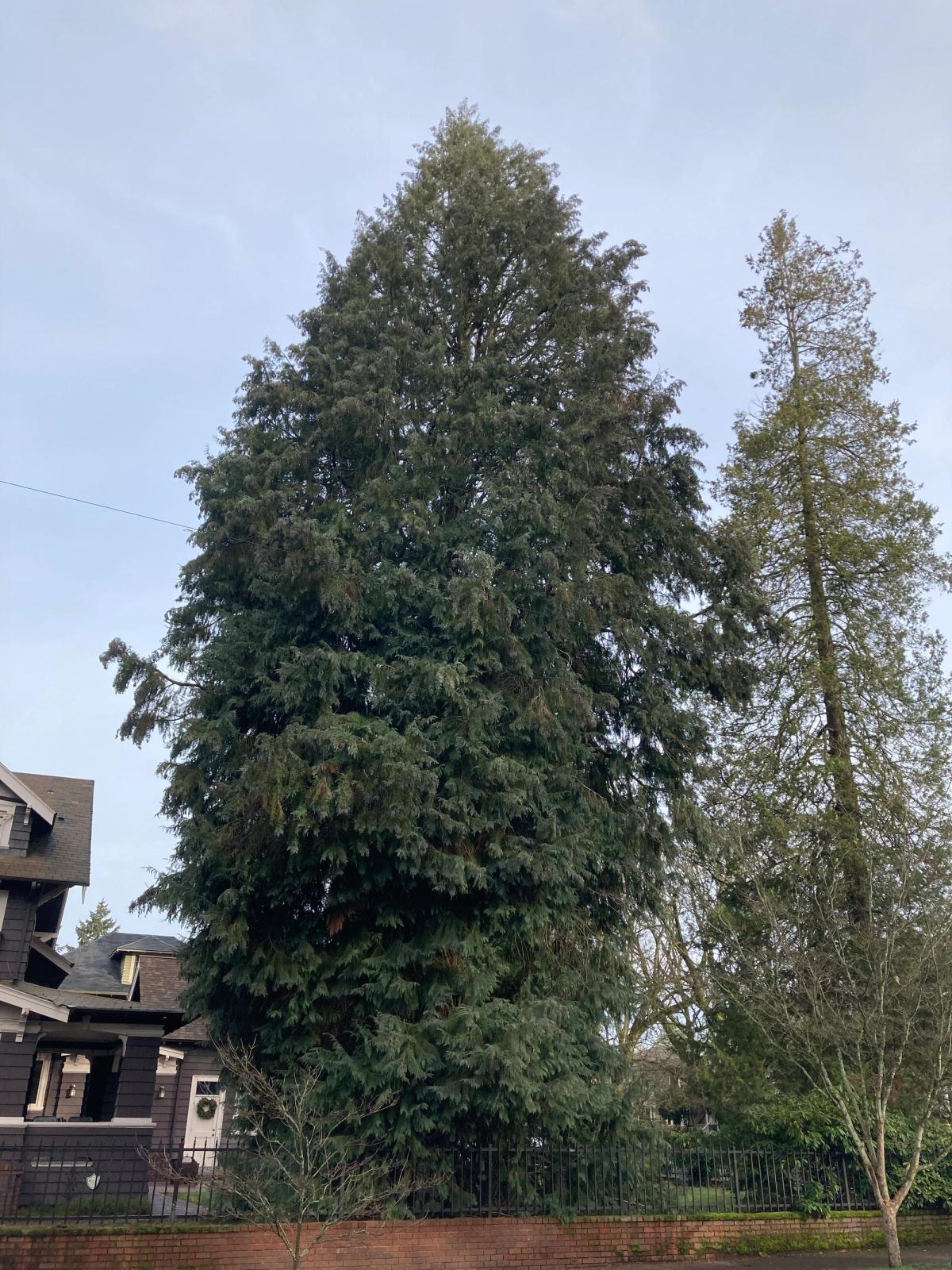 Chamaecyparis lawsoniana