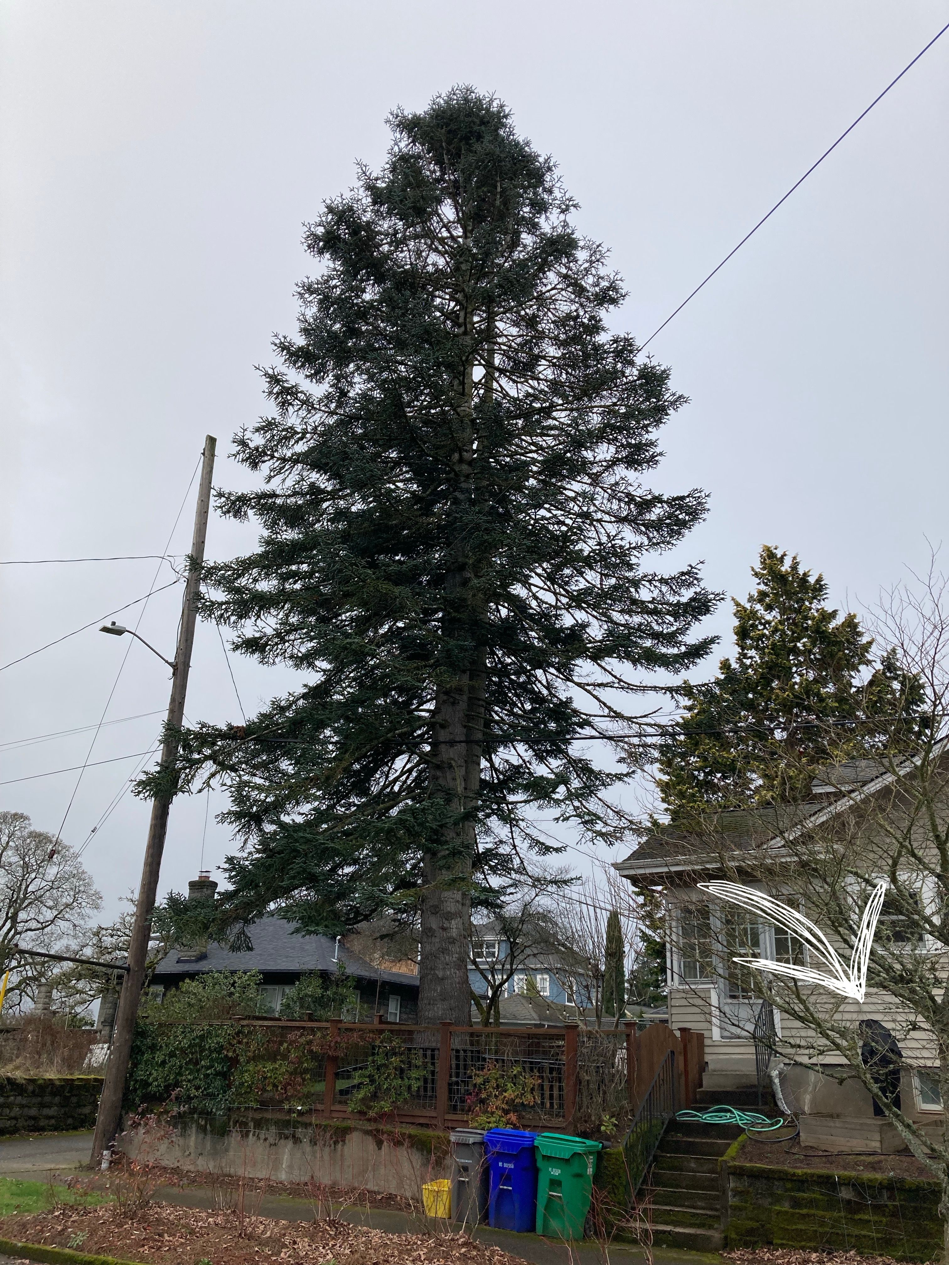 Abies procera