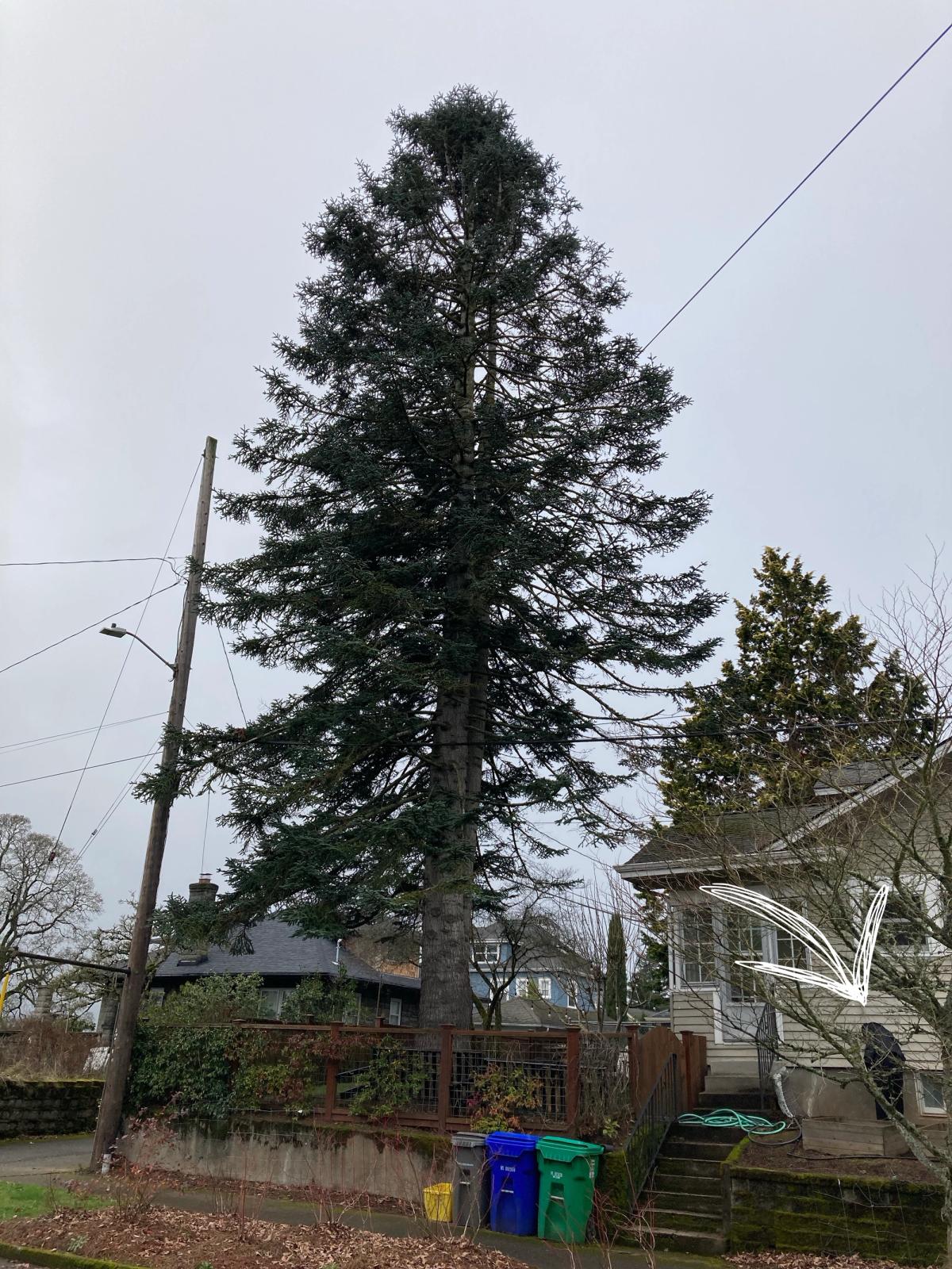 Abies procera (Noble fir)