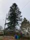 Abies procera