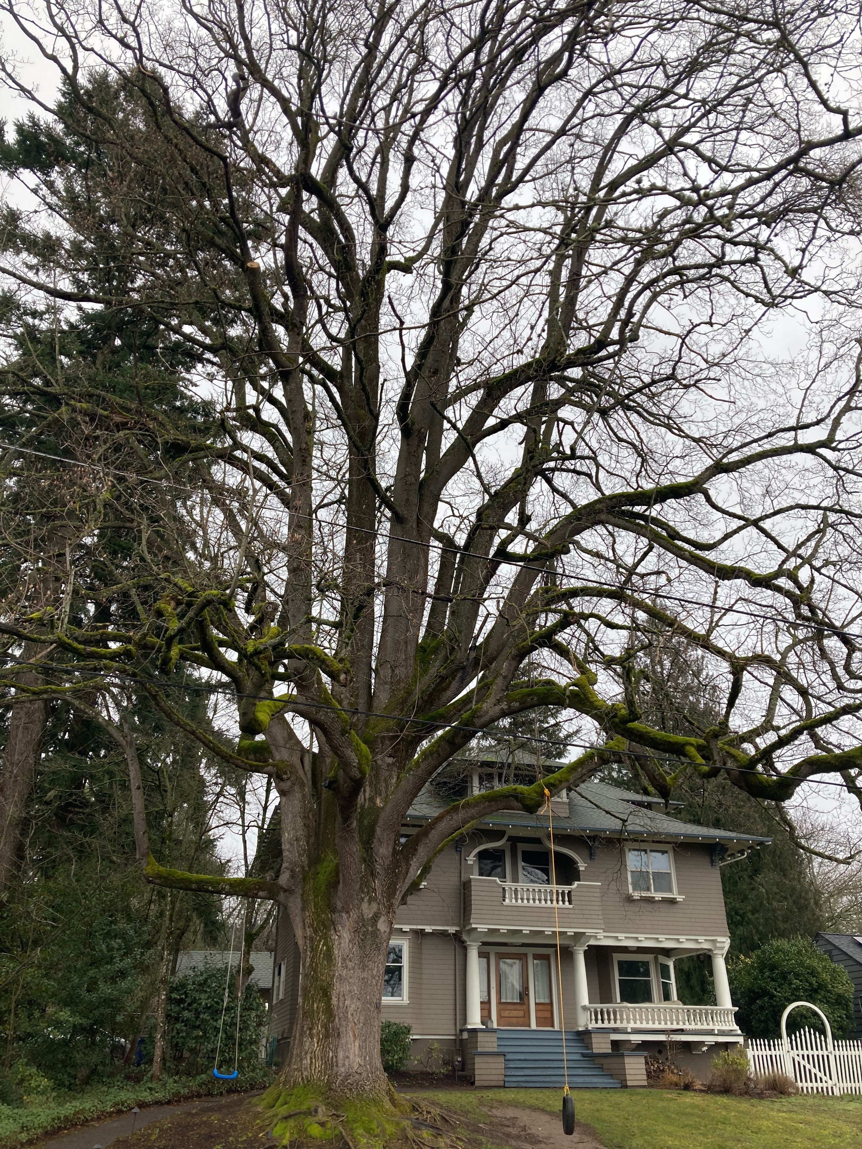 Liriodendron tulipifera