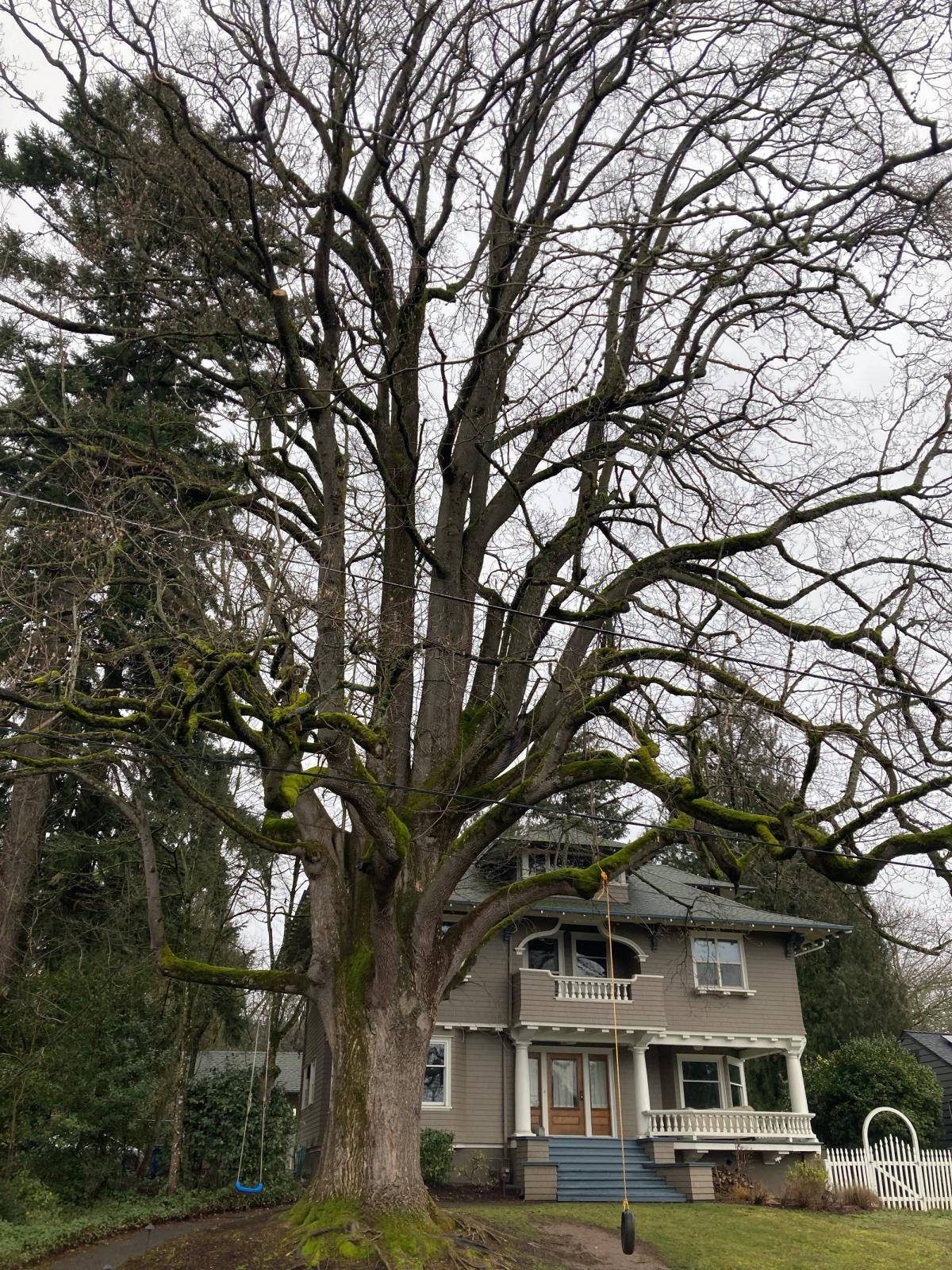 Liriodendron tulipifera