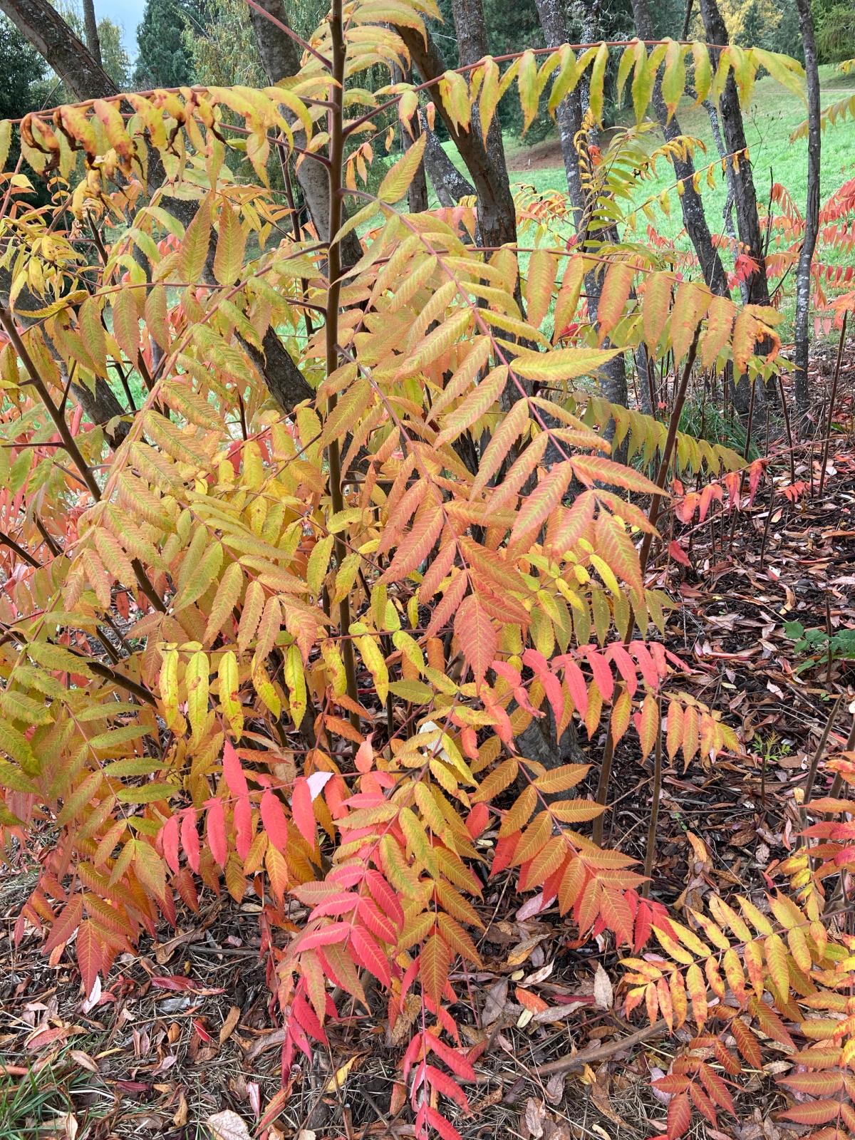 Rhus x pulvinata
