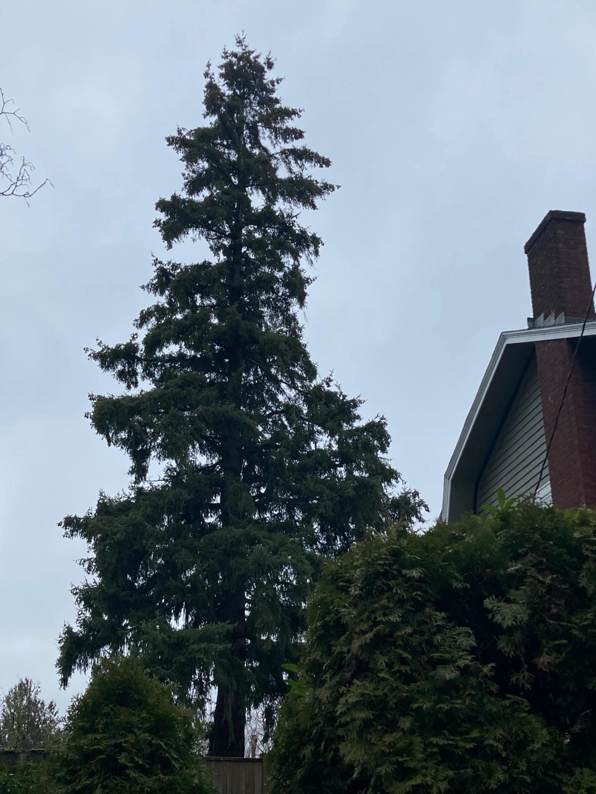 Douglas fir in the Champion's neighborhood