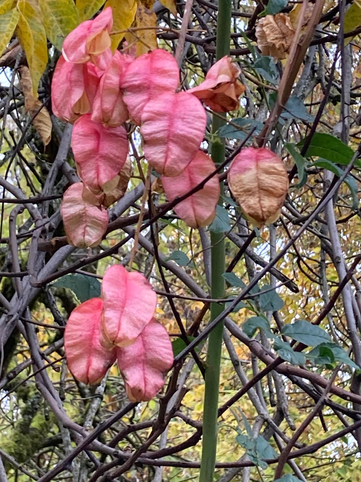 Koelreuteria bipinnata