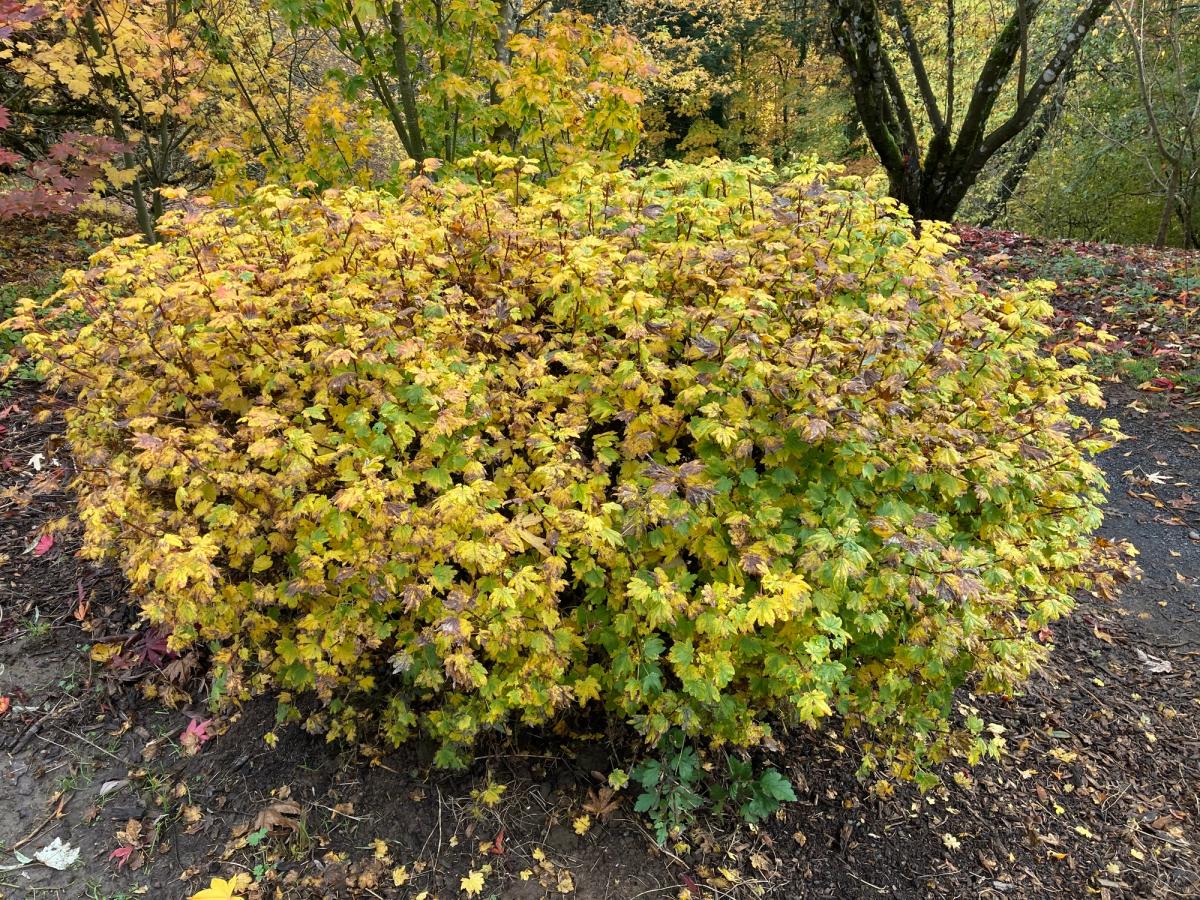 Acer circinatum 'WB Hoyt'