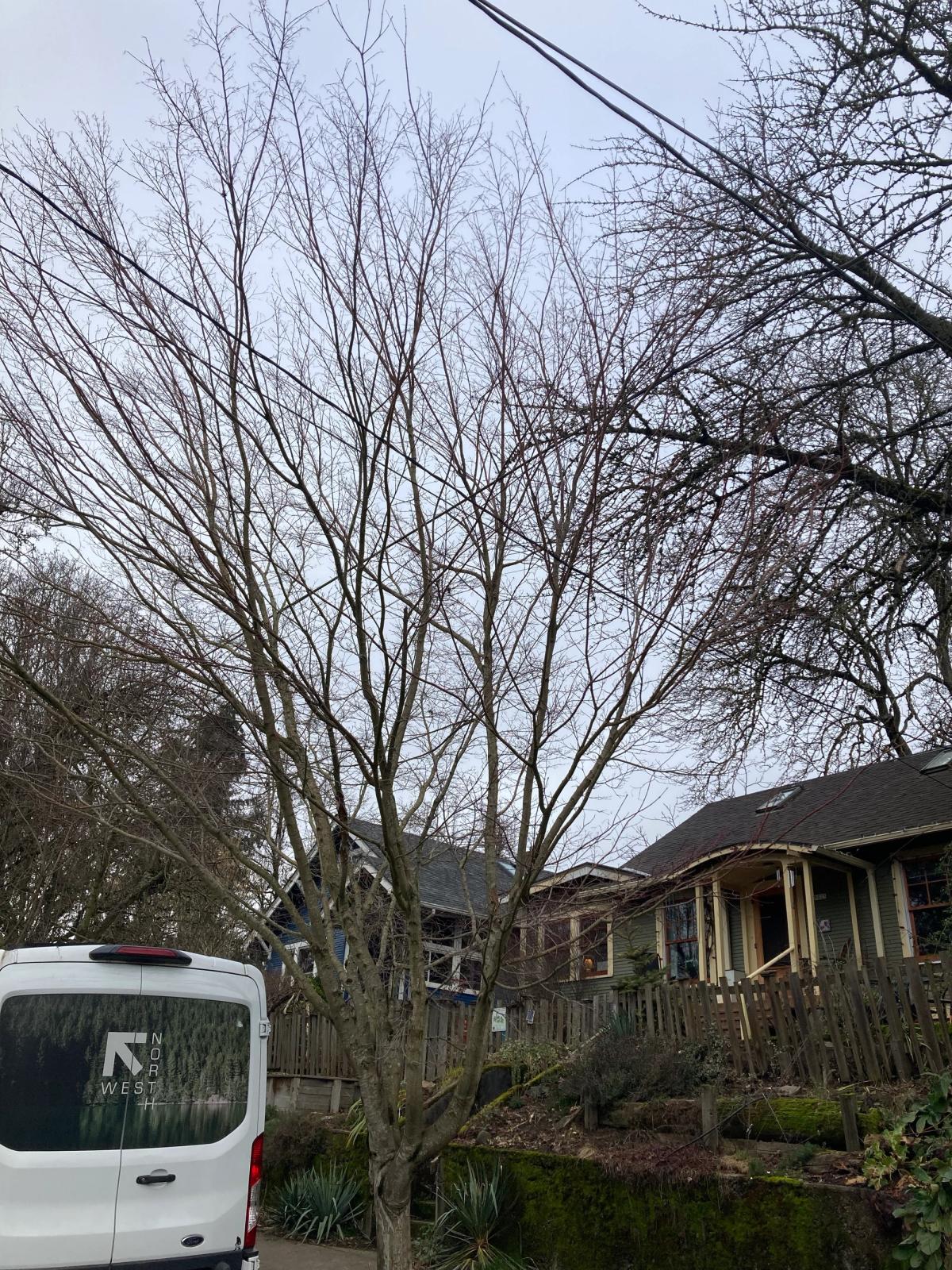 Acer psedosieboldianum