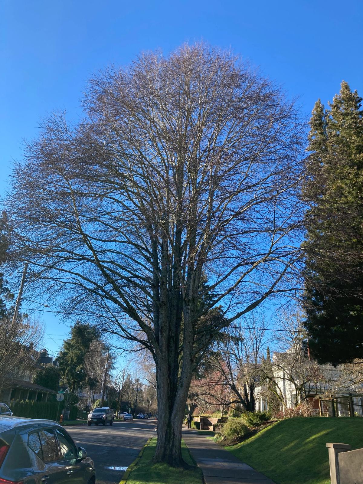 Cercidiphyllum japonicum