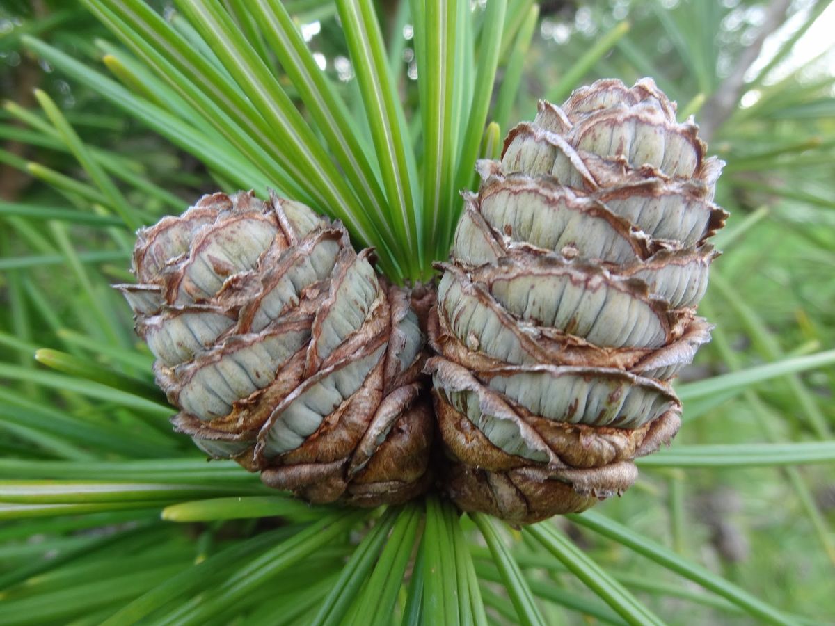 Sciadopitys verticillata