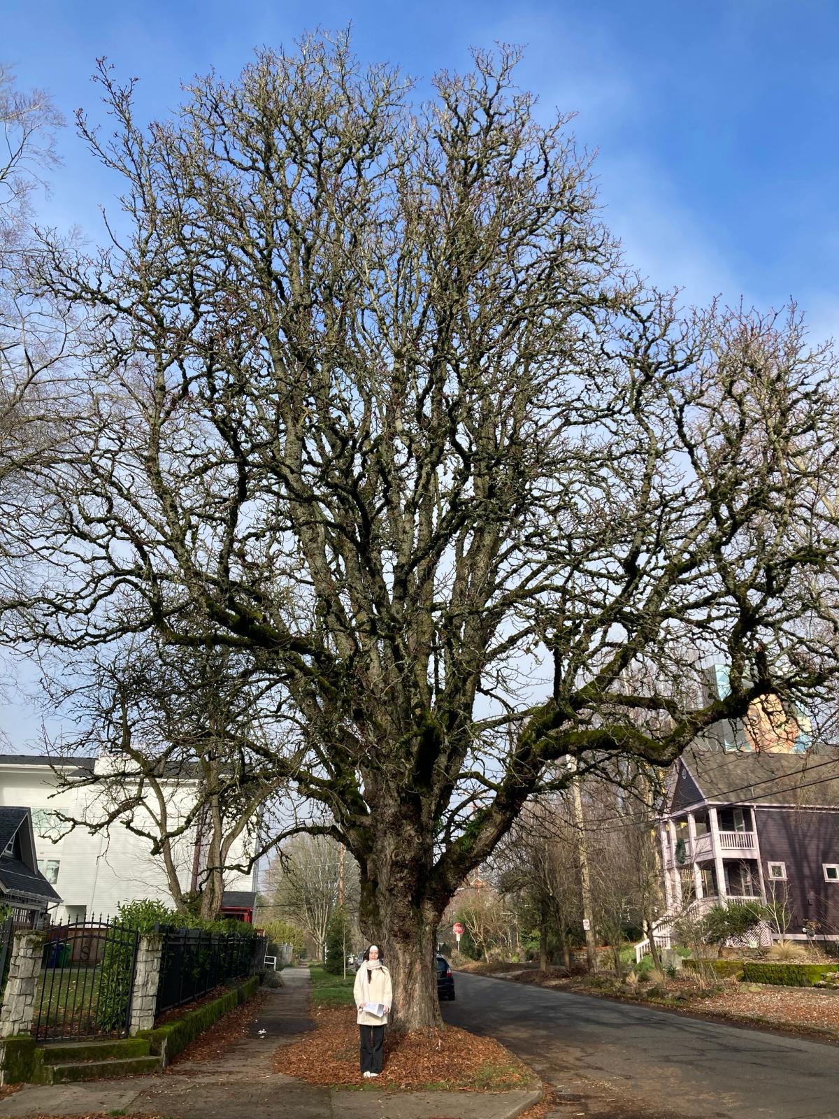 Aesculus hippocastanum