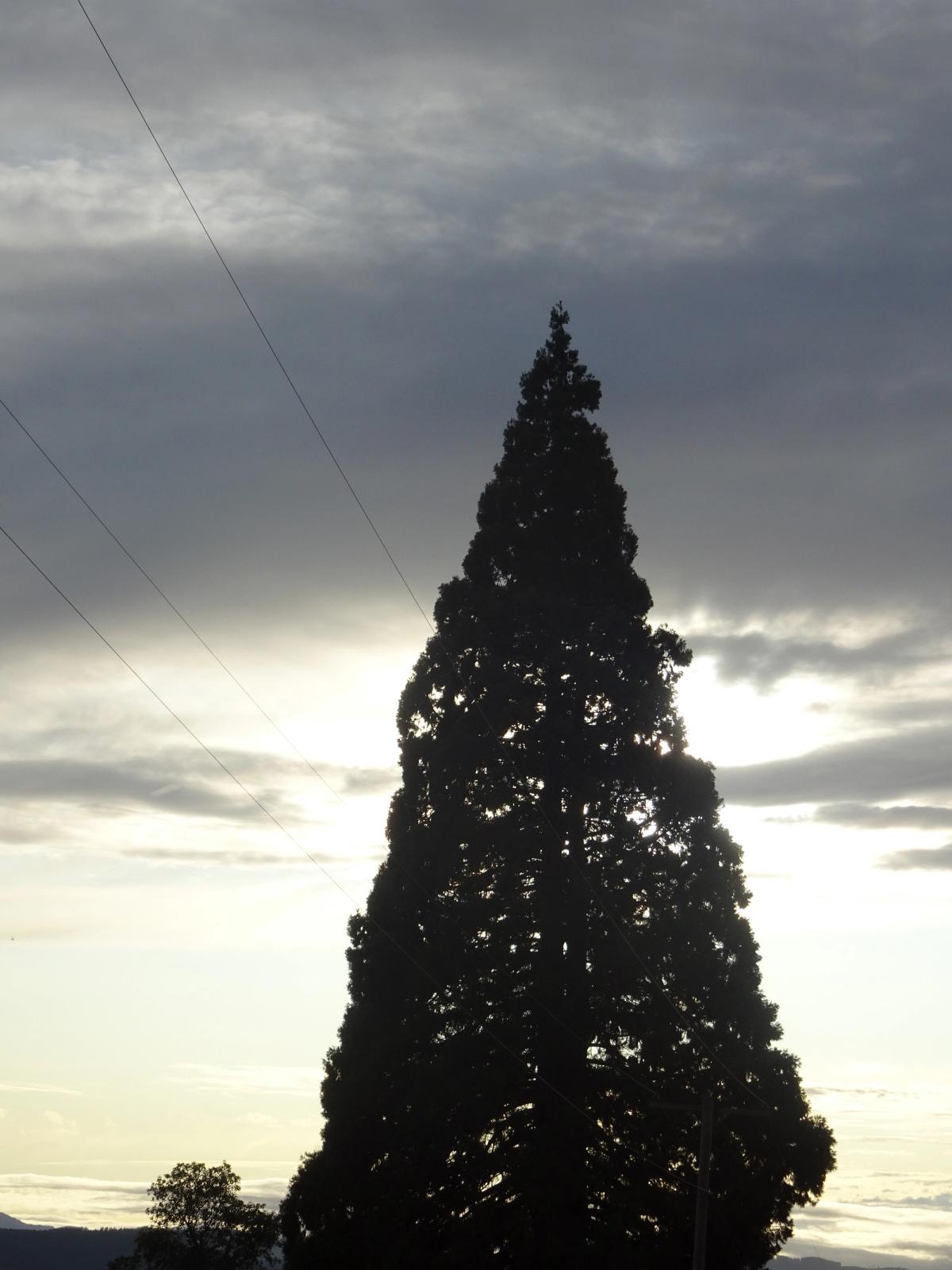 Sequiadendron giganteum