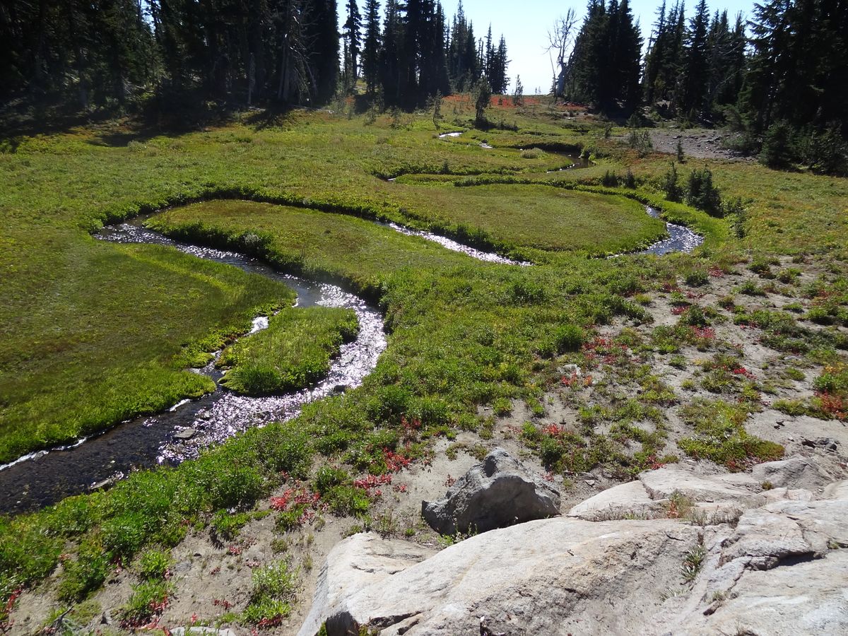 Crooked Creek meadow at Mt Adams