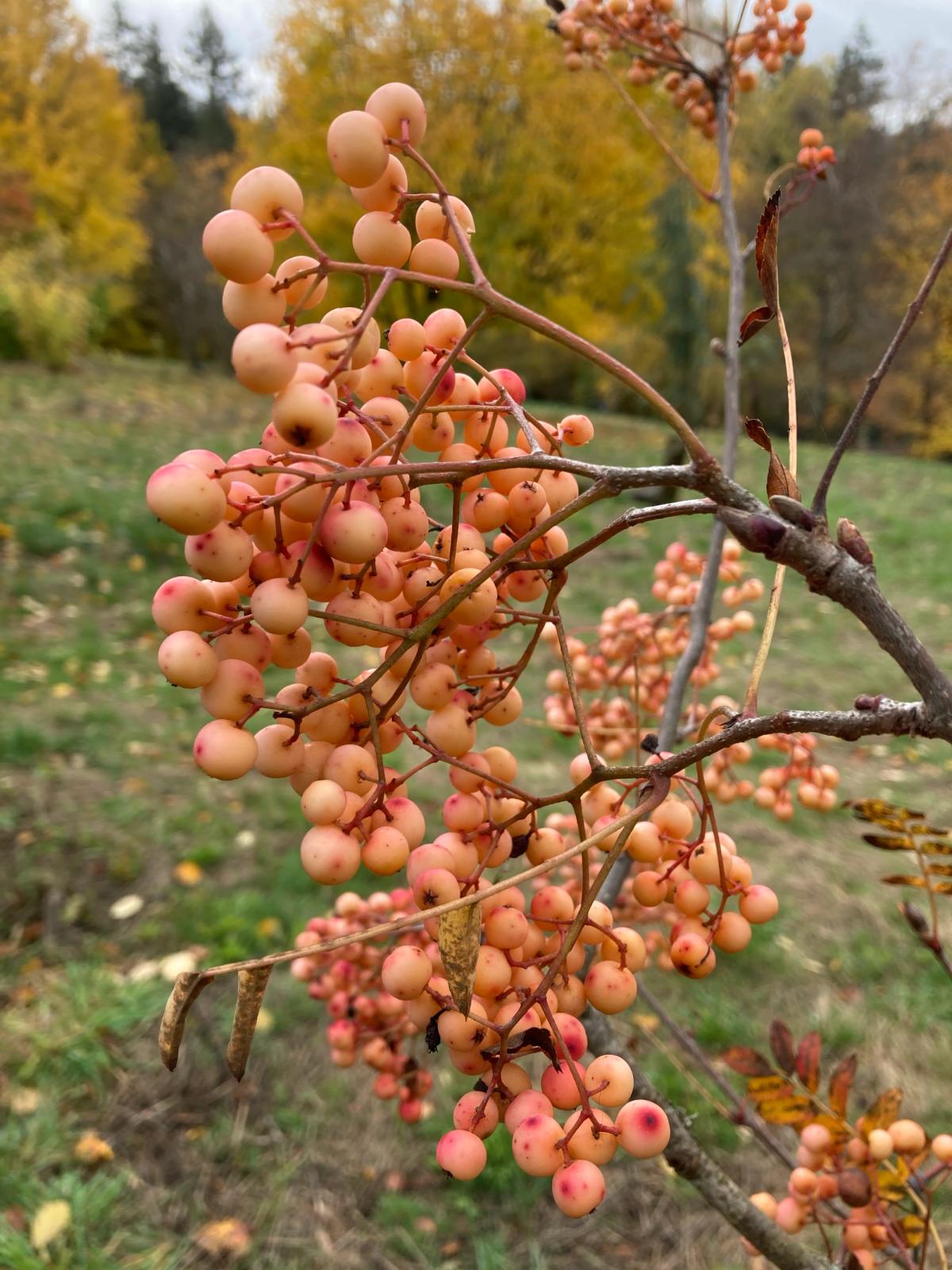 Sorbus rufopilosa