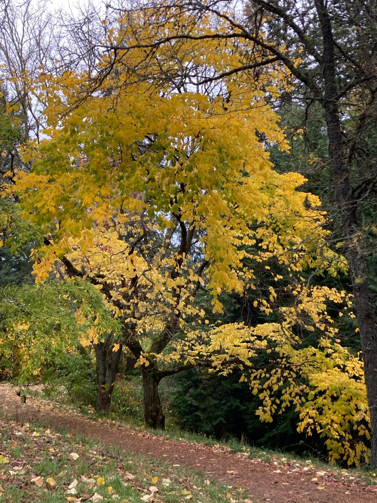 Cladrastis kentuckea