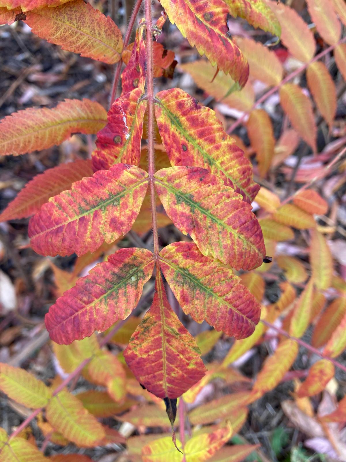 Rhus x pulvinata