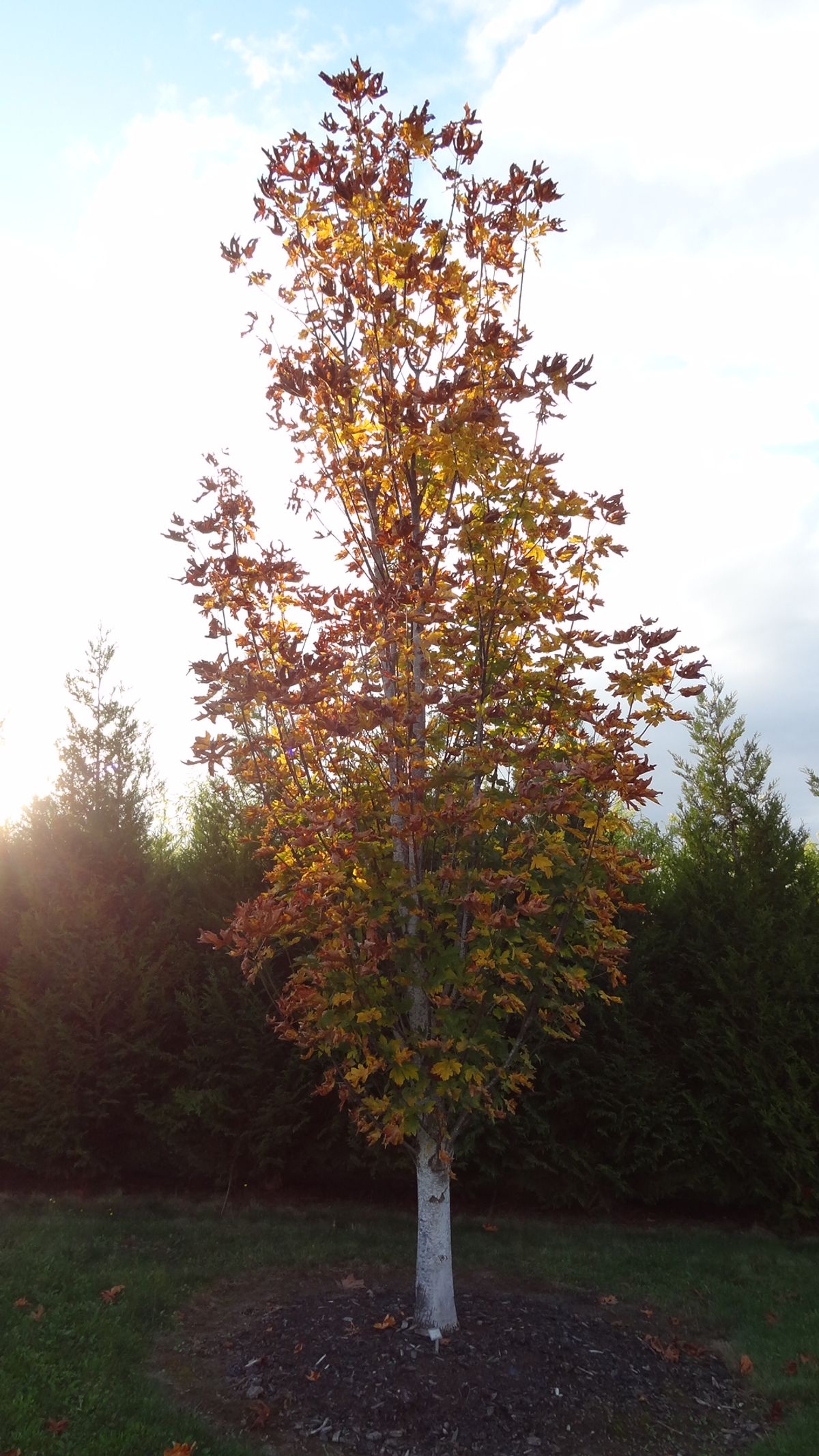 Acer macrophyllum 'Seattle Sentinel' at the Flora Wonder Arboretum