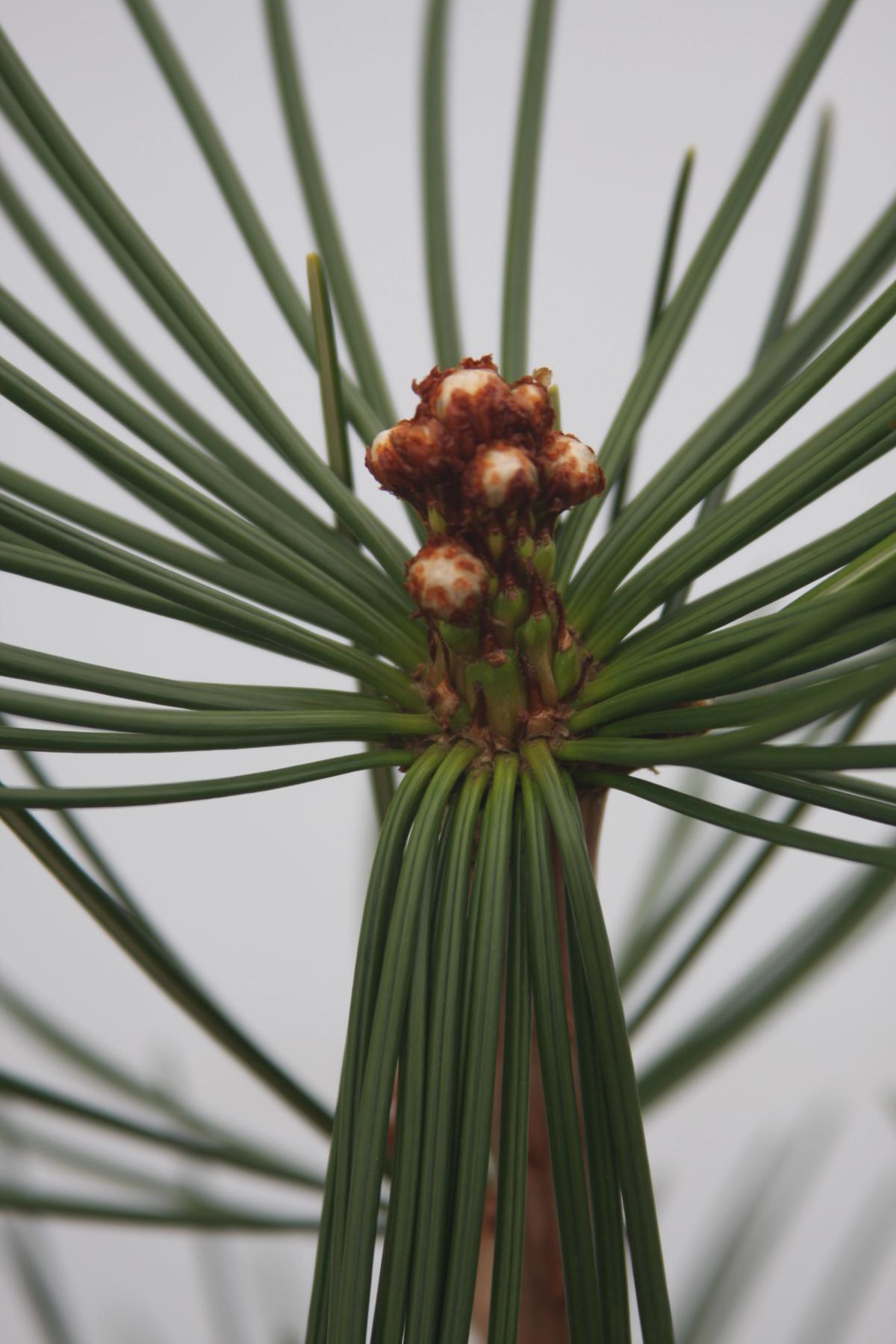 Sciadopitys verticillata