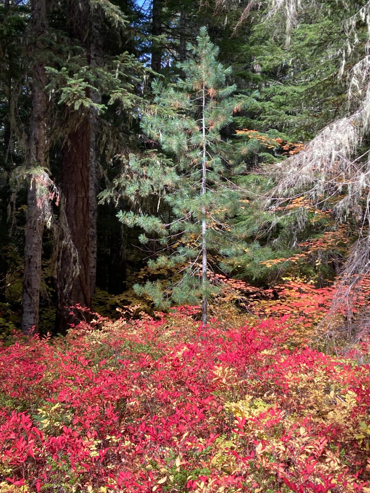 Pinus monticola with Vaccinium species