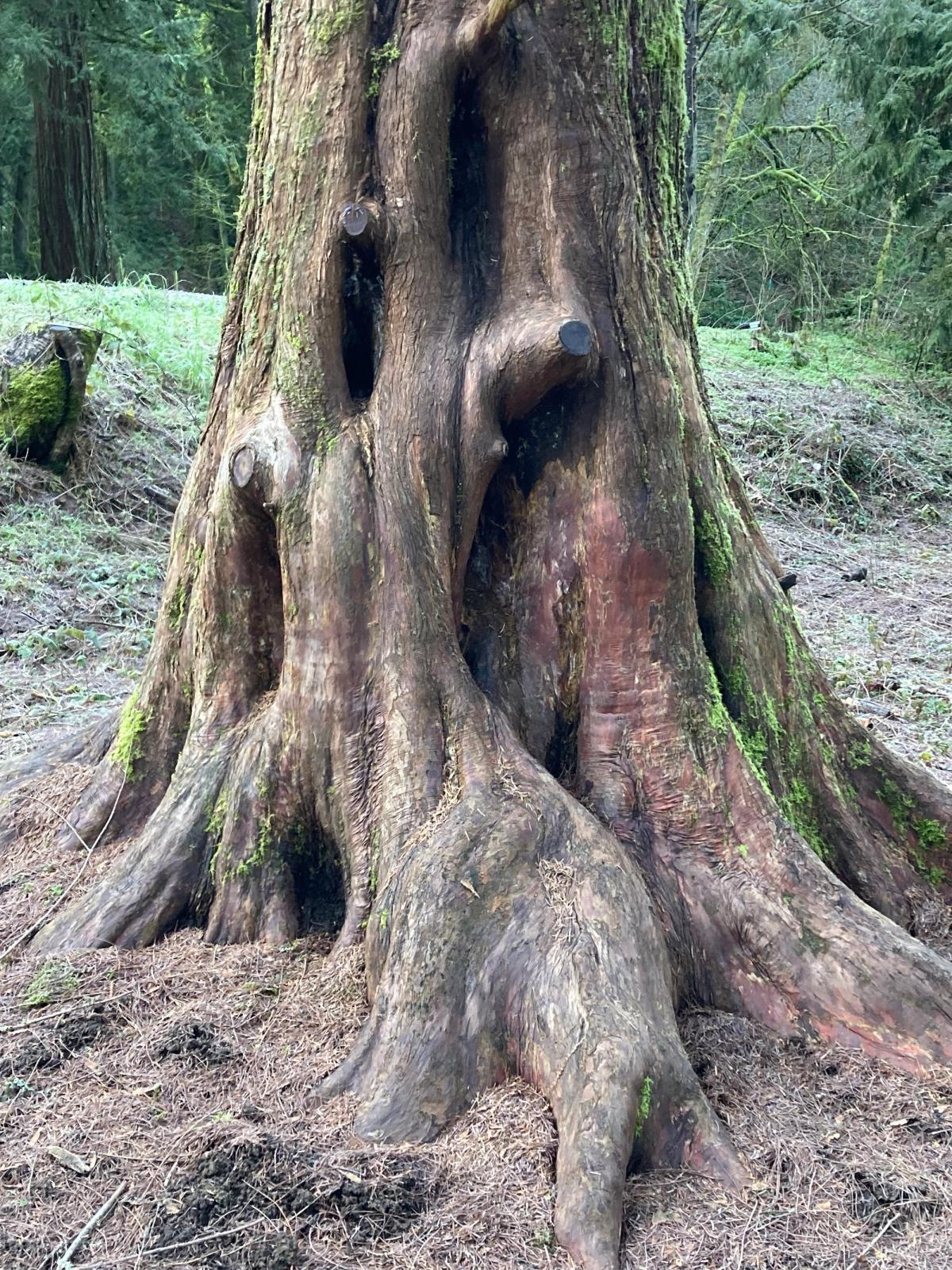 Metasequoia glyptostroboides