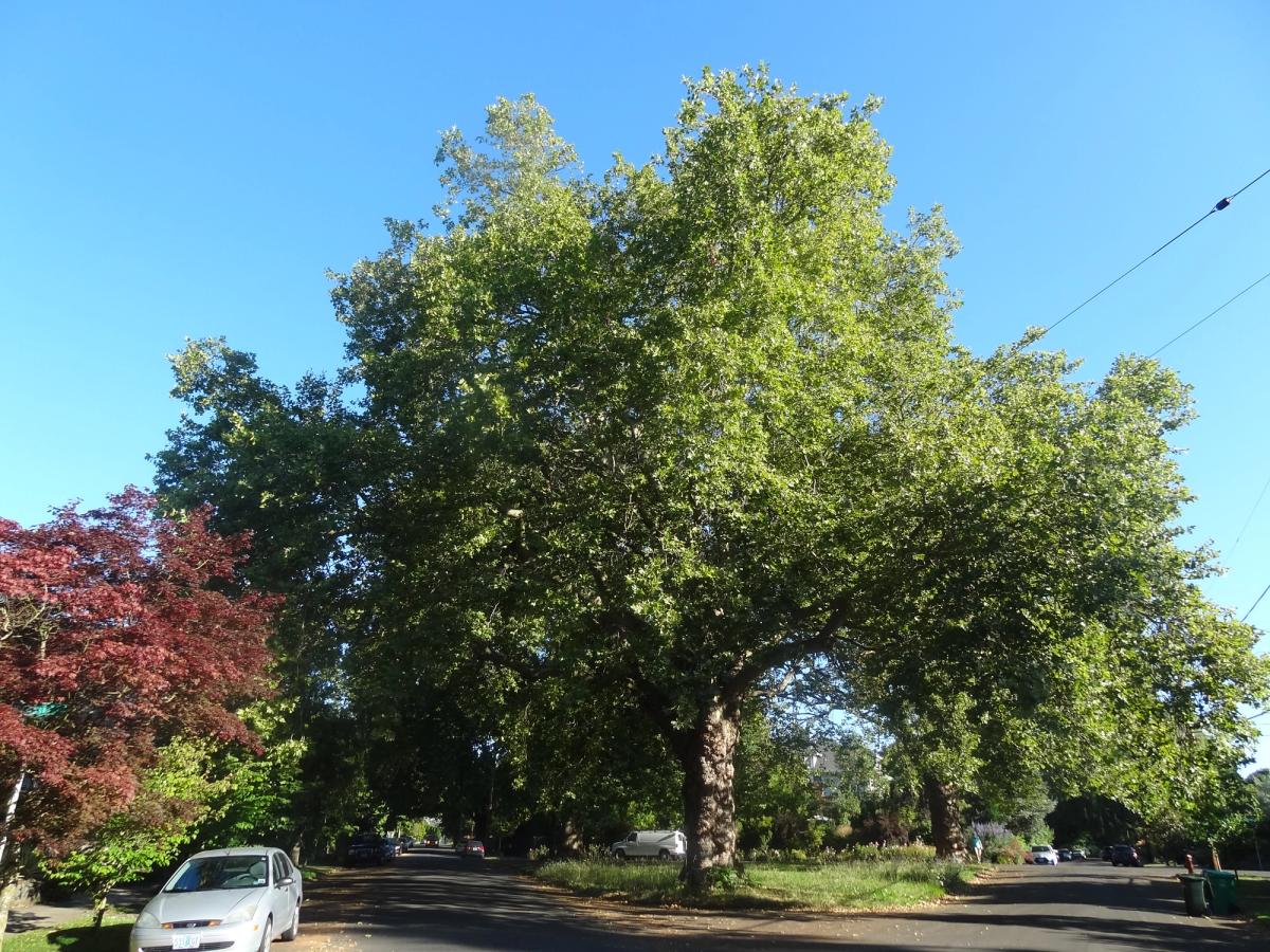 Platanus x hispanica