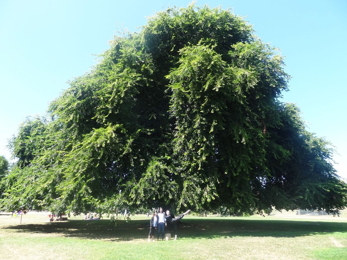 American elm, July 30, 2016