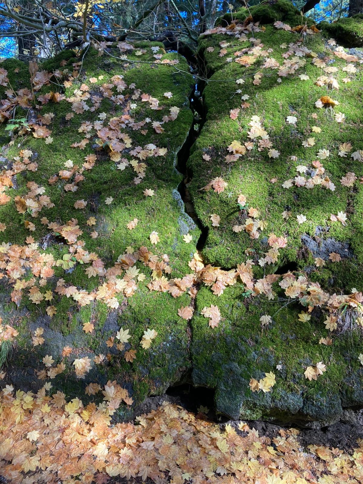 Buttkrak Rock squatting under a canopy of Vine maple