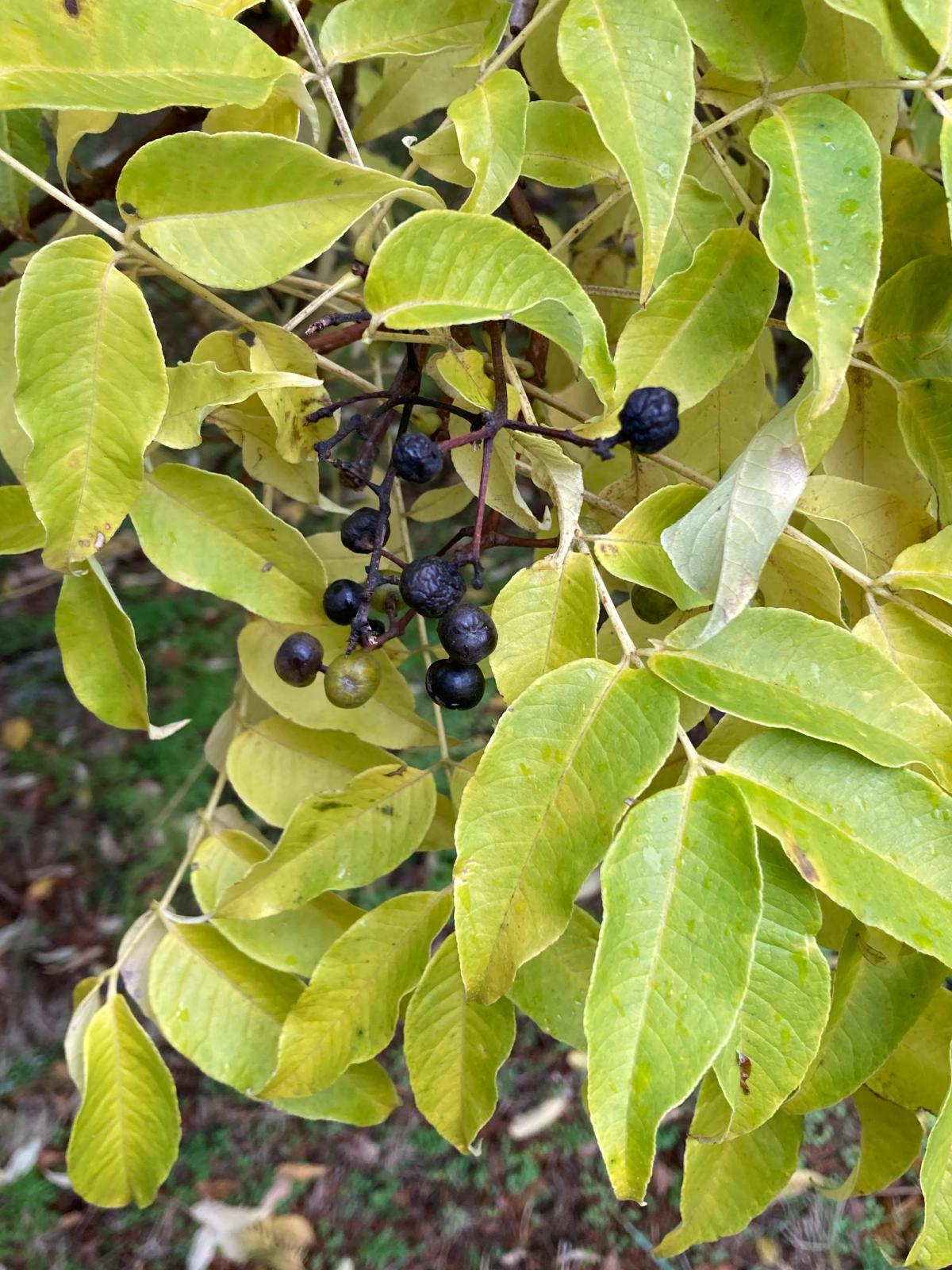 Phellodendron amurense