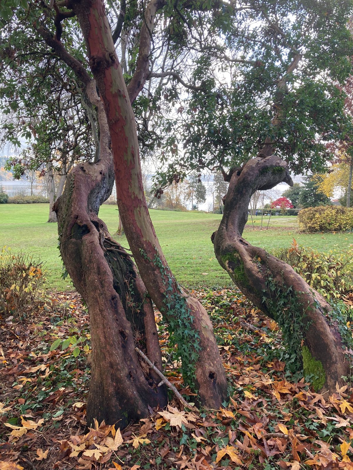 Smaller Arbutus menziesii in Martha Washington Park