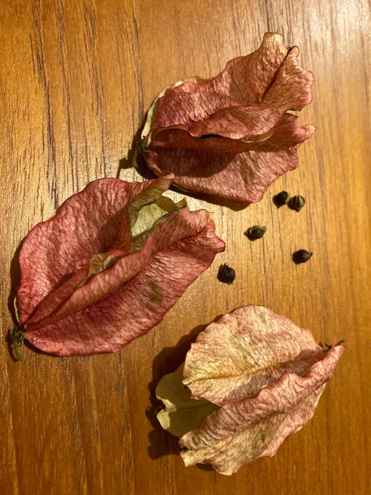 Koelreuteria bipinnata