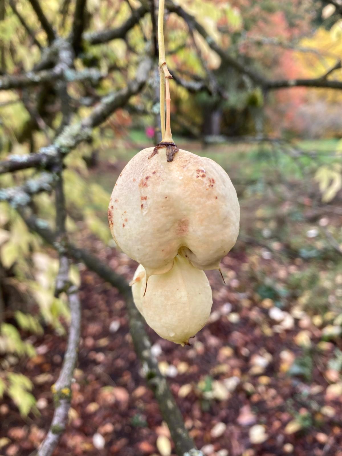 Staphylea pinnata