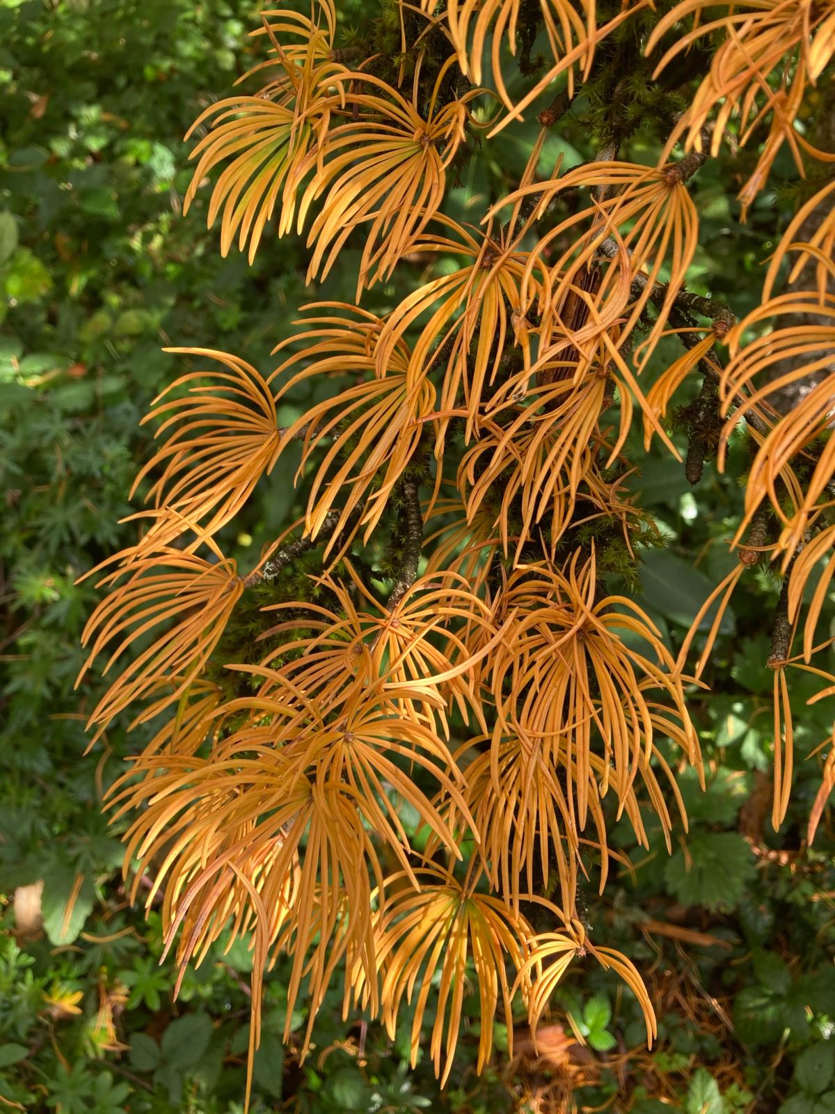 Pseudolarix amabilis