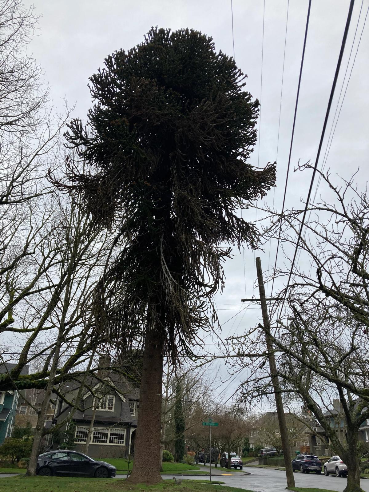 Male Araucaria araucana