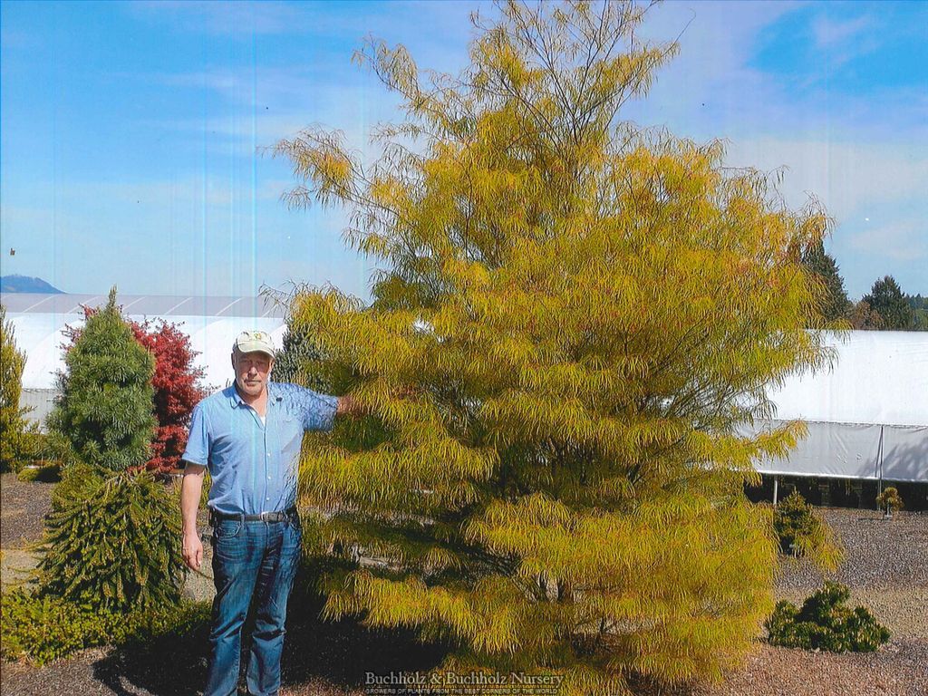 Acer palmatum 'Fairy Hair'