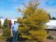 Acer palmatum 'Fairy Hair'