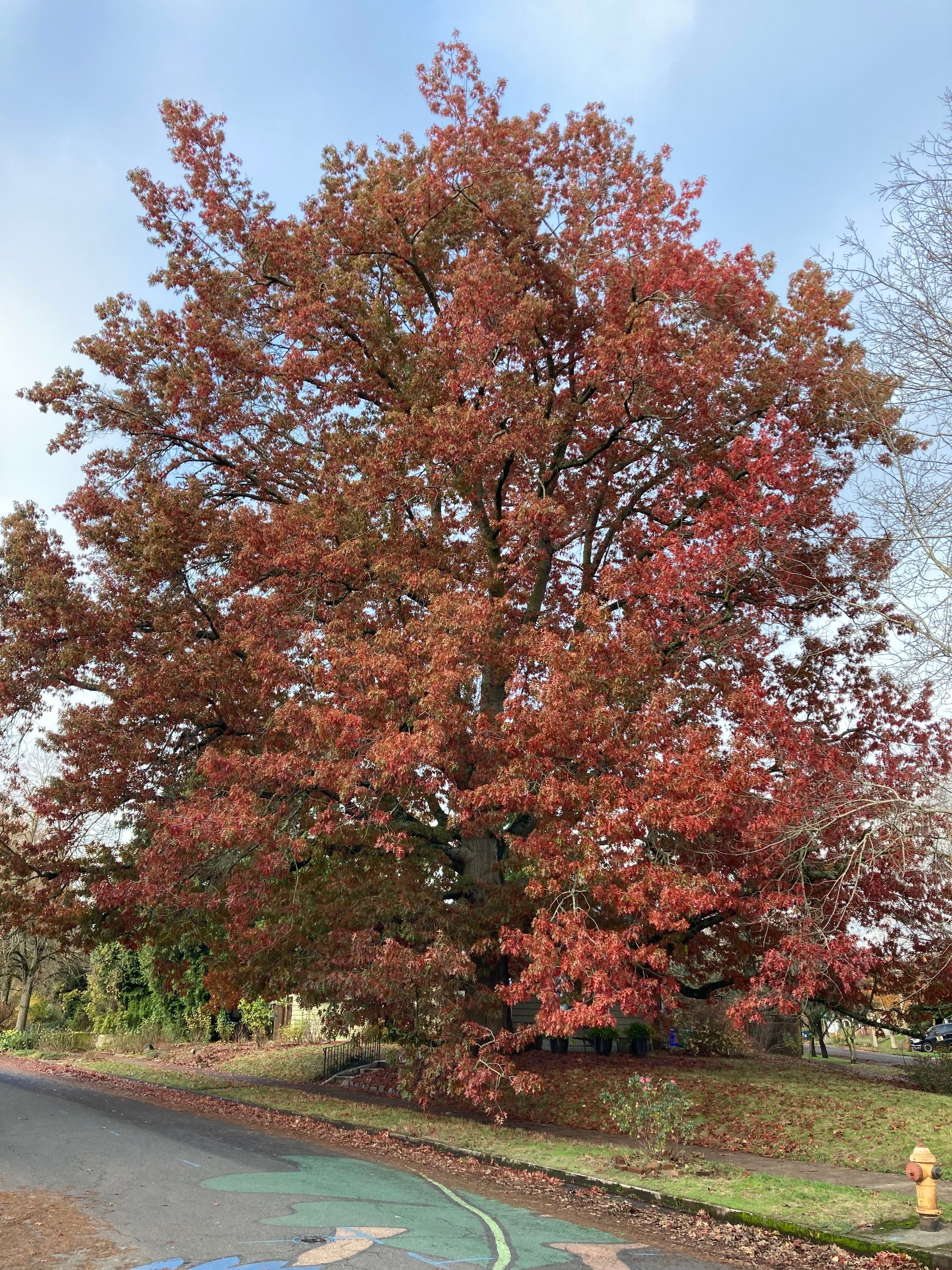 Quercus coccinia