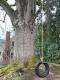 Liriodendron tulipifera