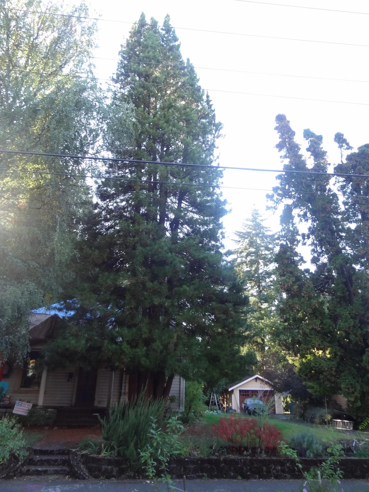 Sciadopitys verticillata