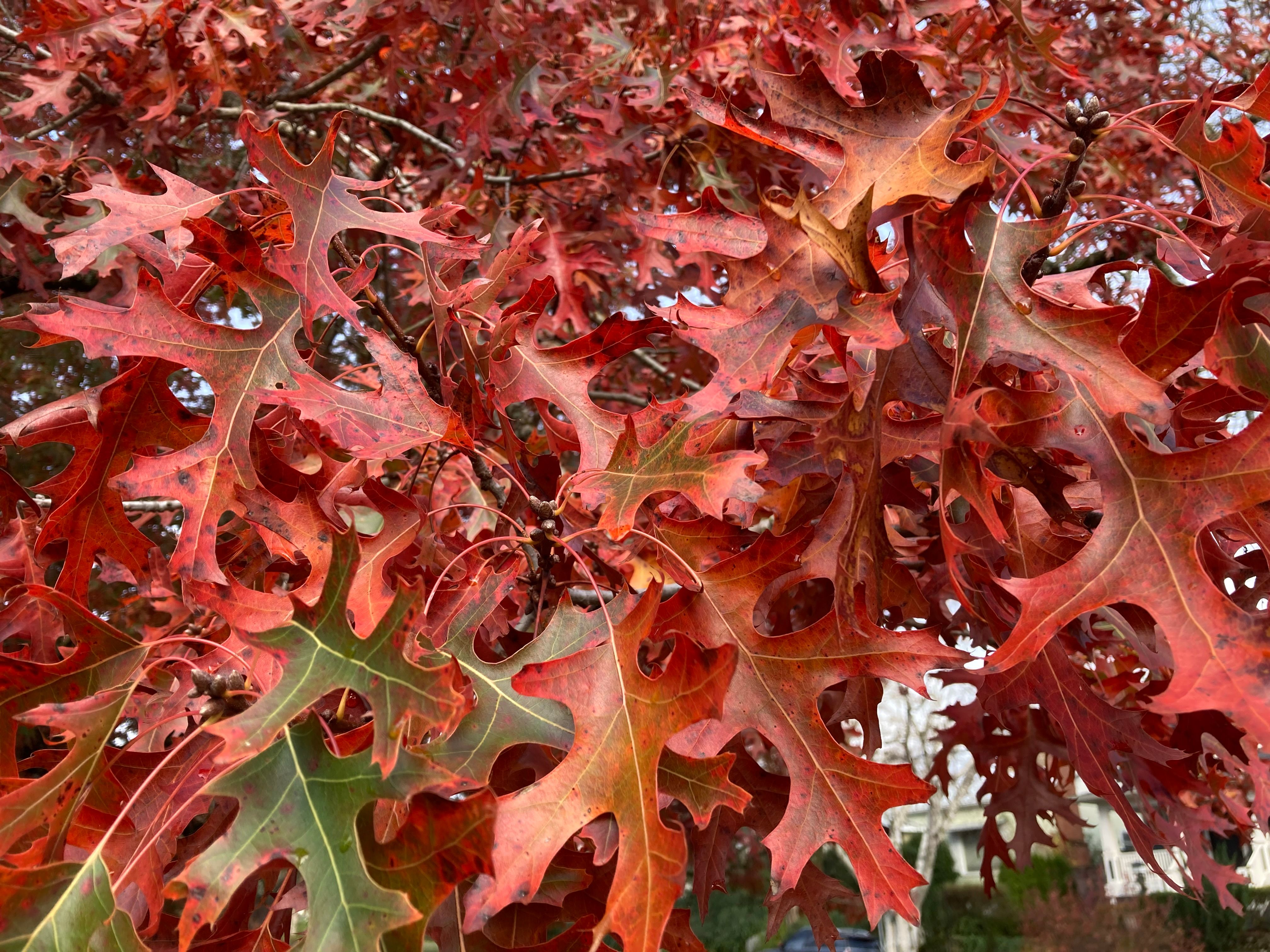 Quercus coccinia