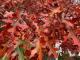 Quercus coccinia