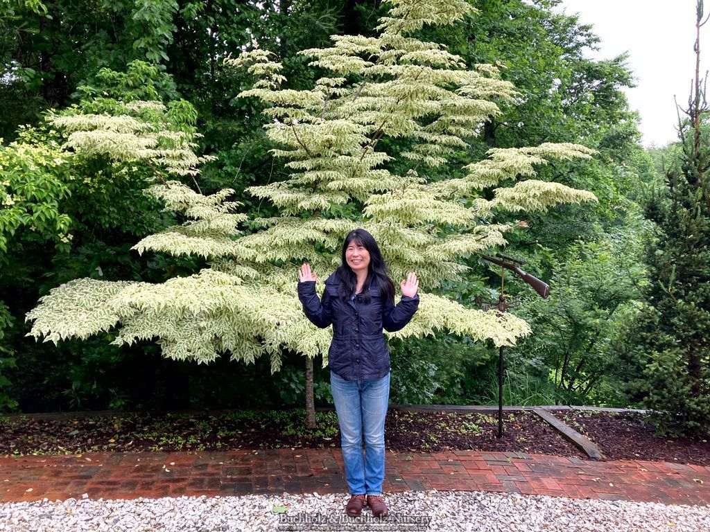 Cornus kousa 'Summer Fun'
