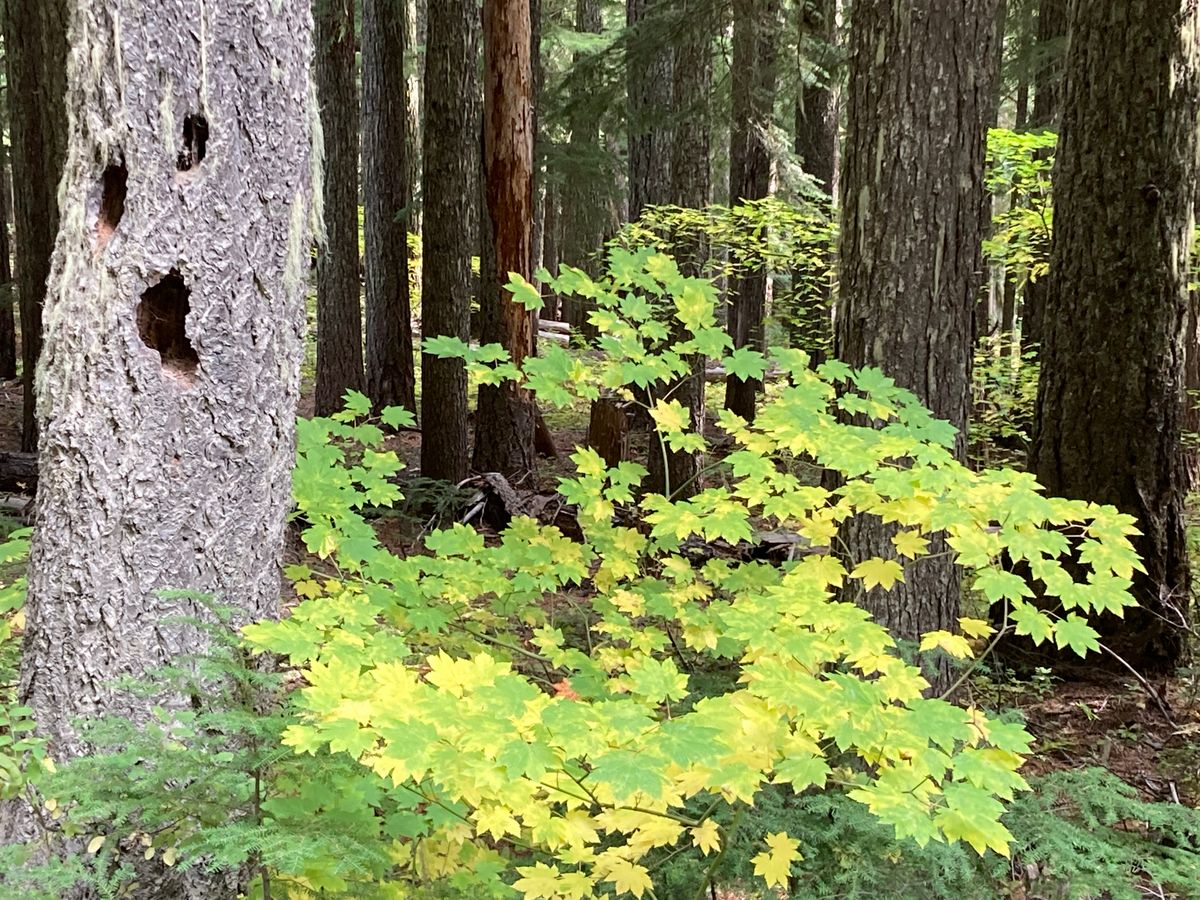 Flora's forest friends